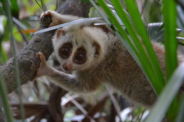 Love Wildlife Foundation